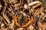 butterfly, little fox, nymphalis urticae