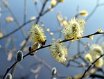 pussy willow, blossom, bloom