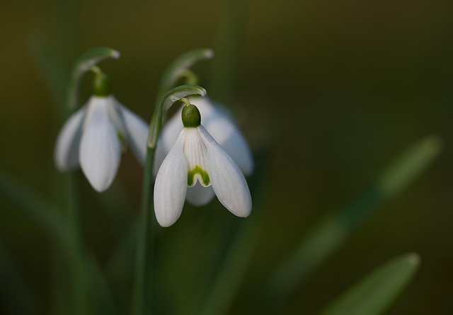 Free Snowdrop Galanthus photo and picture