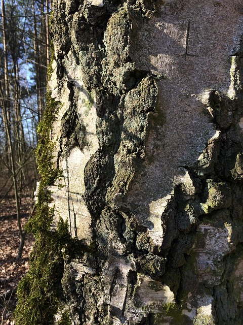Free Tree Bark photo and picture