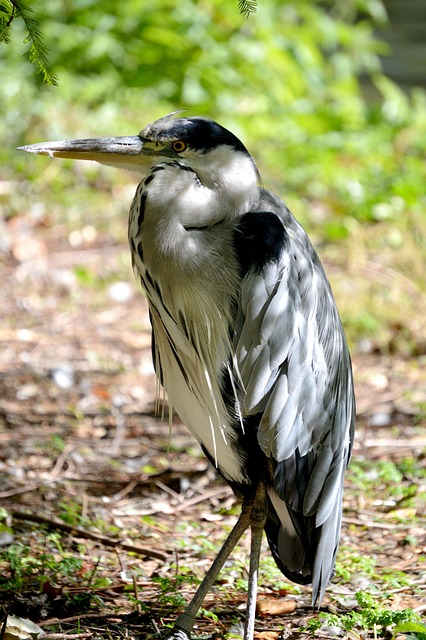 Free Bird Heron photo and picture
