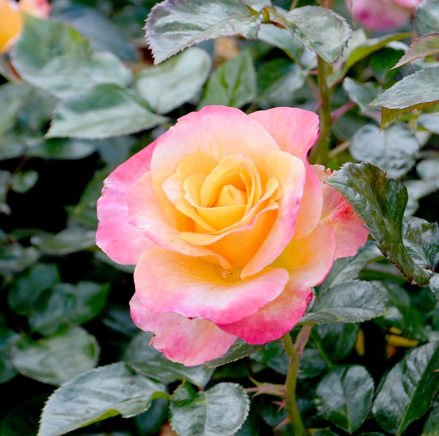 Free Rose Yellow photo and picture