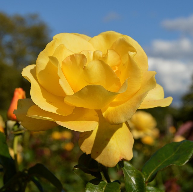 Free Rose Yellow photo and picture