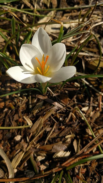 Free Crocus White photo and picture