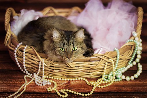 Katze, Natur, Pelz, Korb, Tier, Haustier