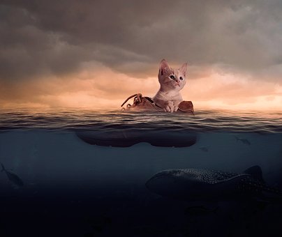 Free Cat Nature photo and picture