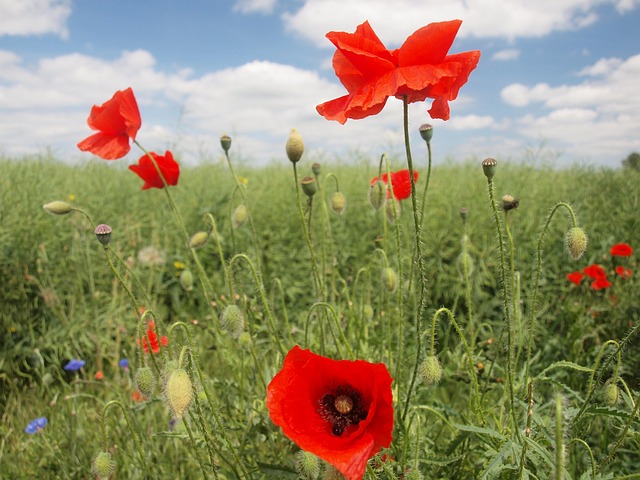 Free Poppy Corn Poppy photo and picture