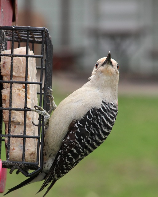 Free Woodpecker Watching photo and picture