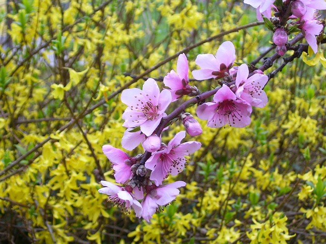 Free Spring Pesco photo and picture