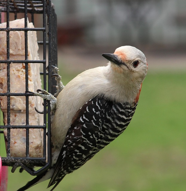 Free Woodpecker Feeder photo and picture