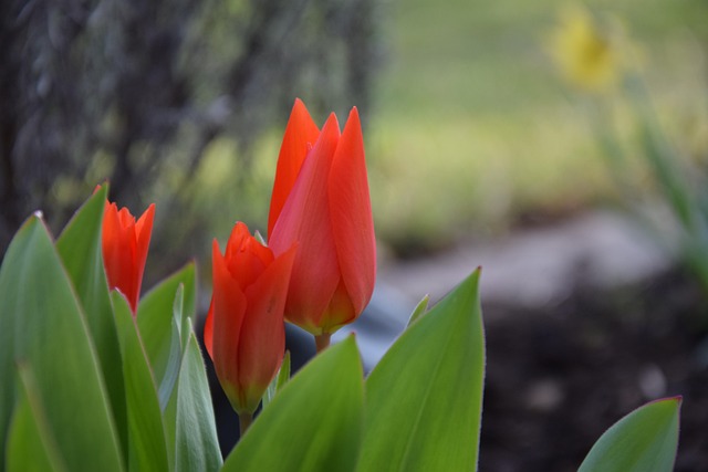 Free Flower Red photo and picture
