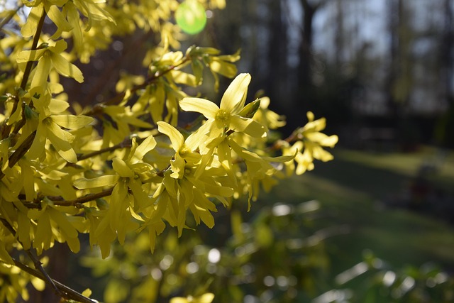 Free Yellow Flower photo and picture
