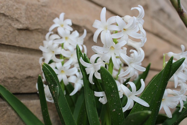 Free Hyacinth Flowers photo and picture