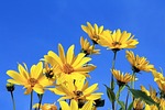 jerusalem artichoke, yellow flower, blue sky