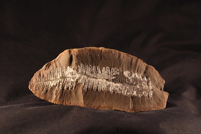Free Fossil Fern photo and picture