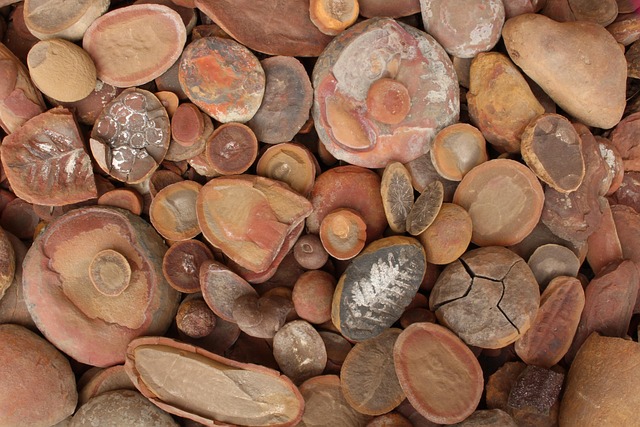 Free Fossils Rocks photo and picture