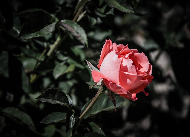 Free Flower Yard photo and picture