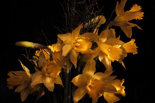 Free Daffodil Easter Bell photo and picture