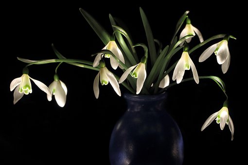 Free Snowdrop Early Bloomer photo and picture