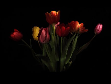 Free Tulips Beautiful Flowers photo and picture