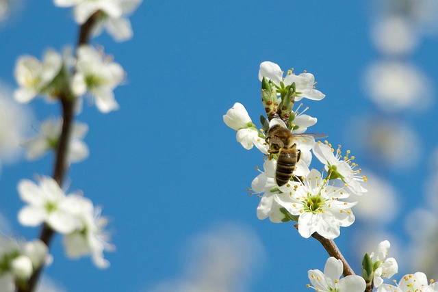 Free Bee Macro photo and picture