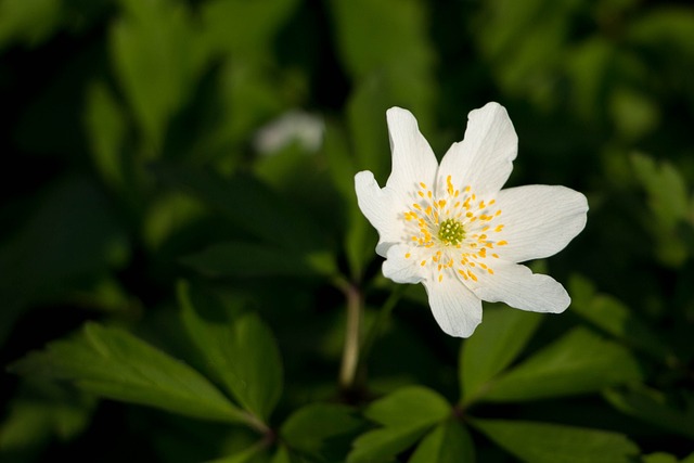 Free Wood Anemones White photo and picture