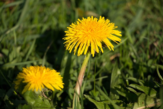 Free Dandelion Yellow photo and picture