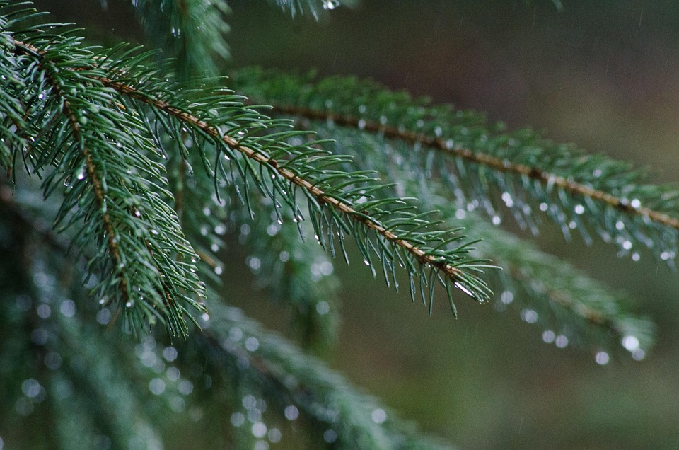 Pine Rain Forest · Free photo on Pixabay