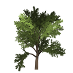 robinia, tree, green