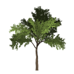 robinia, tree, green
