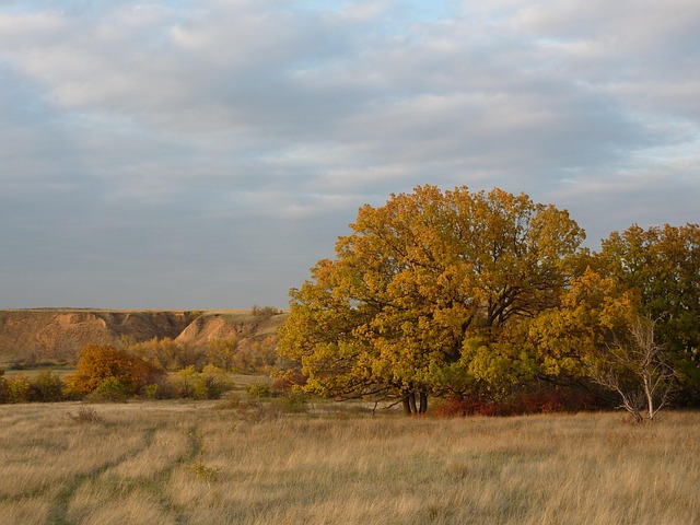 Die Natur, Herbst, Irina, Steppe, Eiche