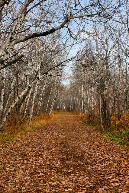Free Path Fall photo and picture
