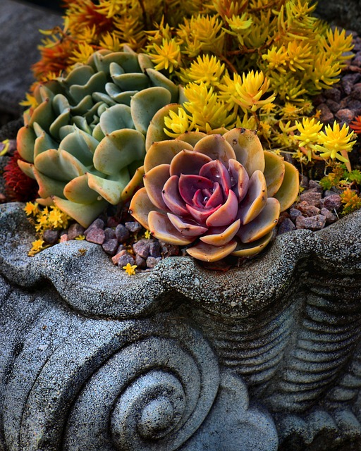 Free Flower Botanical photo and picture