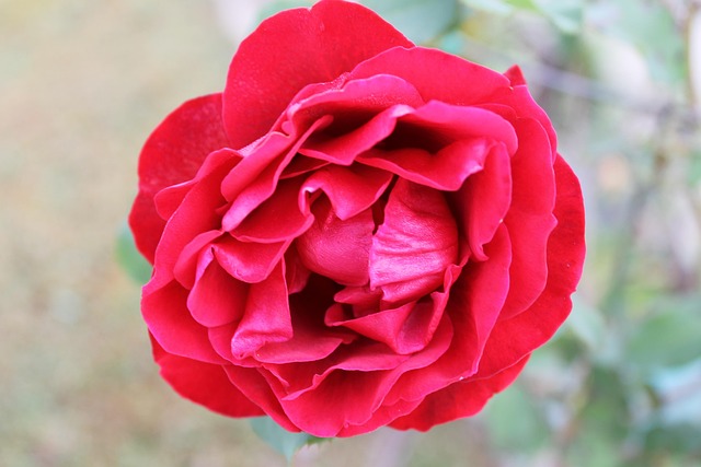 Free Rose Pink Rose photo and picture