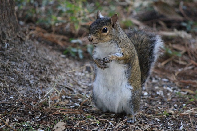 Free Squirrel Posed photo and picture