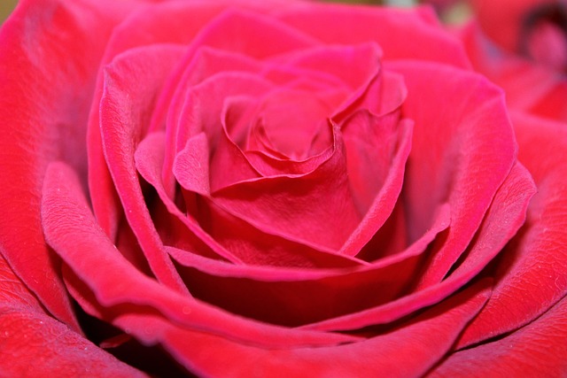 Free Rose Pink photo and picture