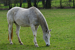 horse, animals, nature