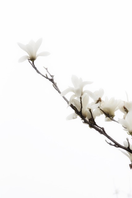 Blomster, Natur, Blomst Baggrund
