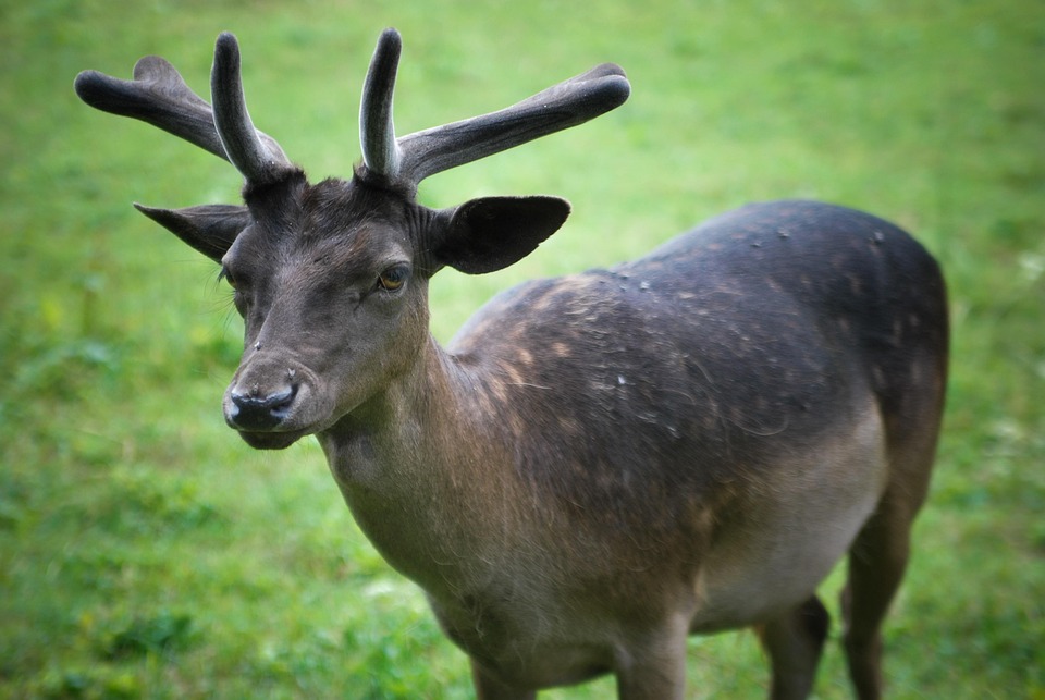 Animal Hueva Hart - Foto gratis en Pixabay - Pixabay