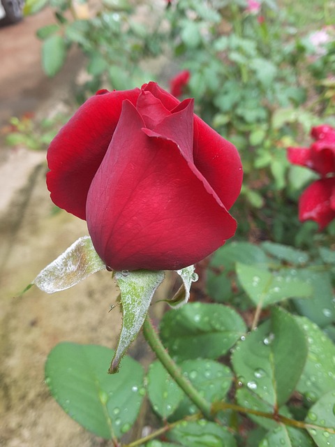 Free Rose Rose Buds photo and picture