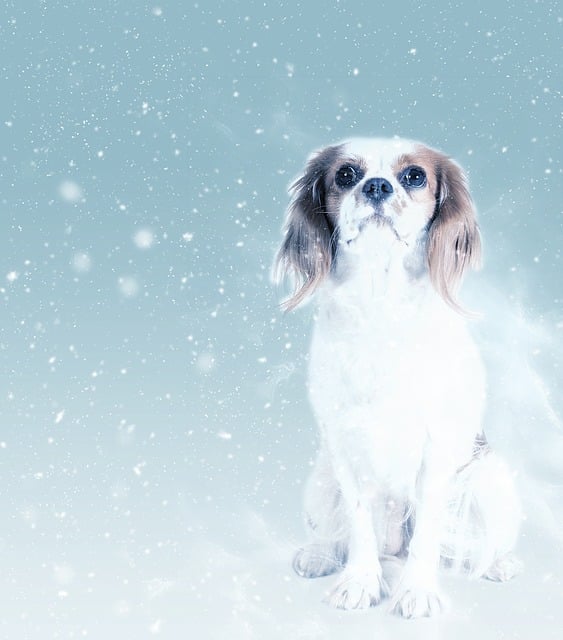 Free dog pet king charles illustration
