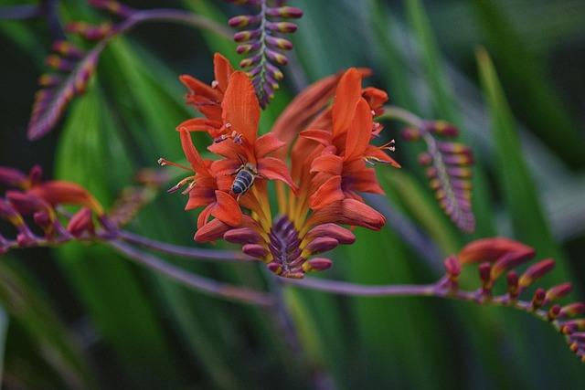 Free Fleur La Nature photo and picture