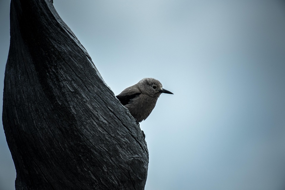 animal-2178255_960_720.jpg