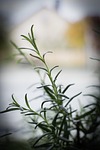 aroma, aromatic, condiment