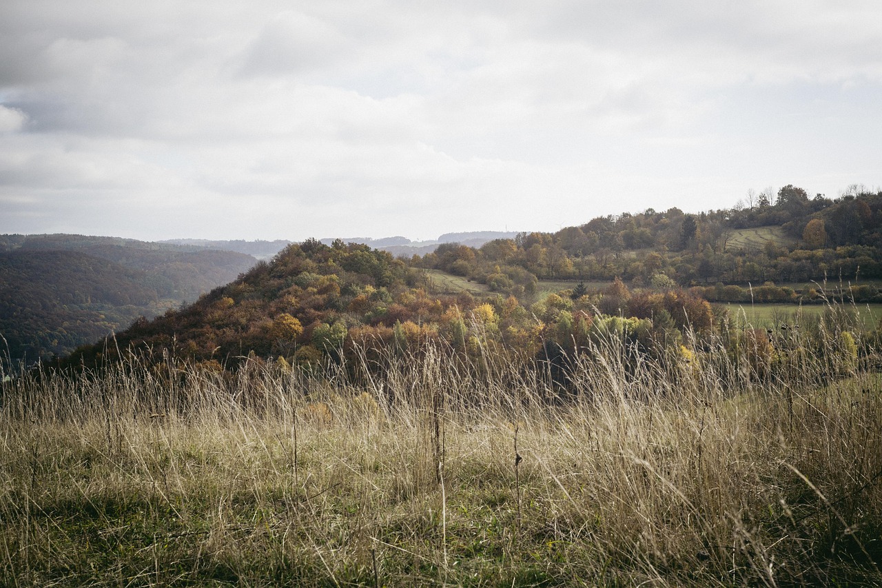 Autumn - free online jigsaw puzzle photo