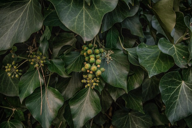 Free Autumn Leaf Dark Green photo and picture