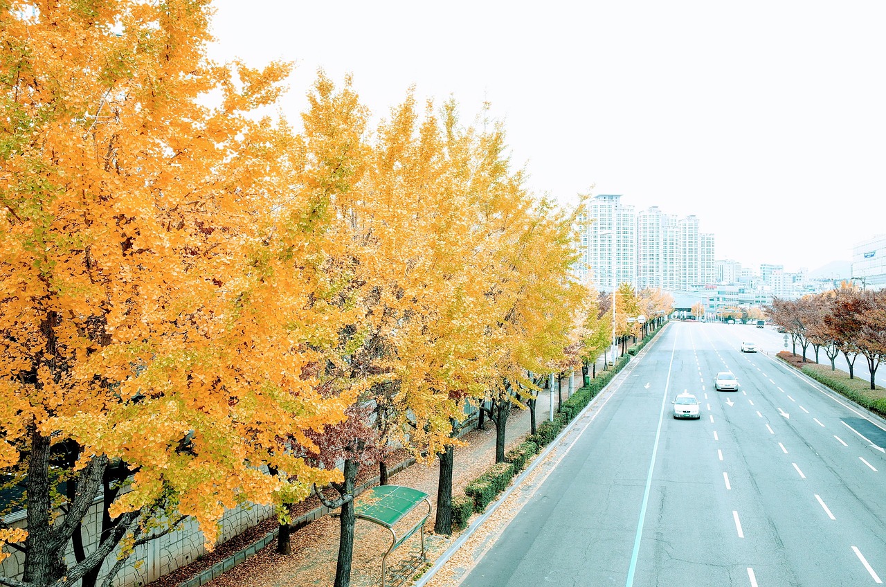 아산 은행나무길 단풍 시기 2026, 절정은 언제? 주차장 위치까지 총정리