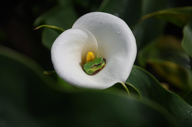 spring equinox, flowers and plants, tree frog, spring equinox, spring equinox, spring equinox, spring equinox, spring equinox, tree frog