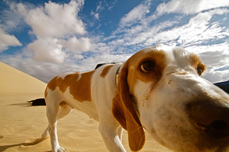 Consejos para viajar con animales - la guía definitiva