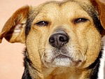 dog, tired, portrait